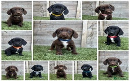 Mixed Breed dogs for sale: Top Quality F1 Docker Puppies - Image 1