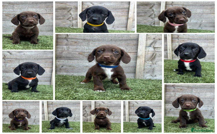 Mixed Breed dogs - Advert 8