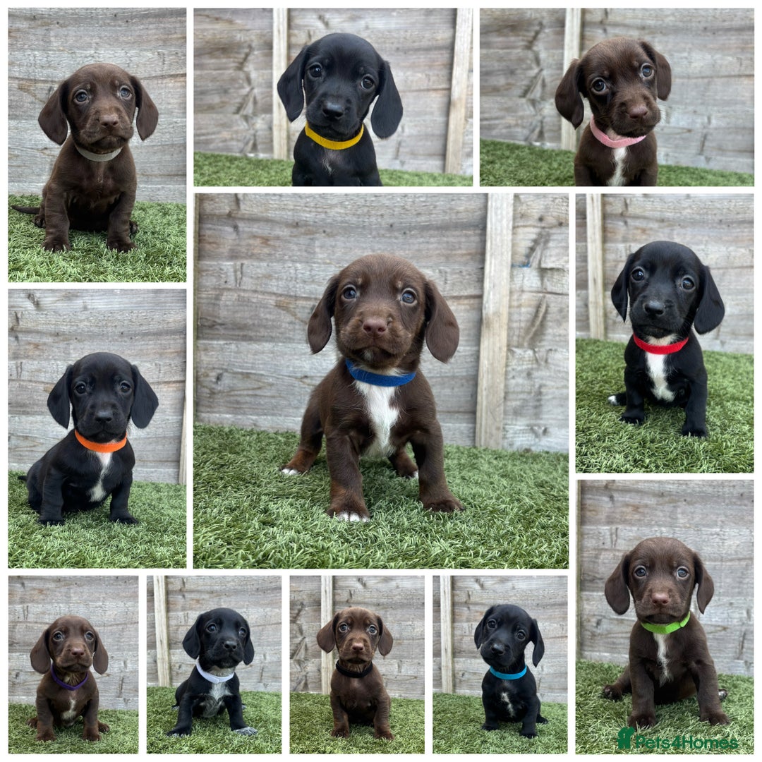 Mixed Breed dogs for sale: Top Quality F1 Docker Puppies - Image 1