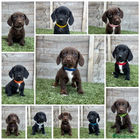 Mixed Breed dogs - Advert 2