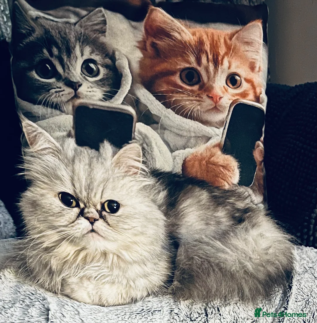 Persian cats for sale: Persian chinchilla cross kittens  in Newcastle upon Tyne - Advert 15