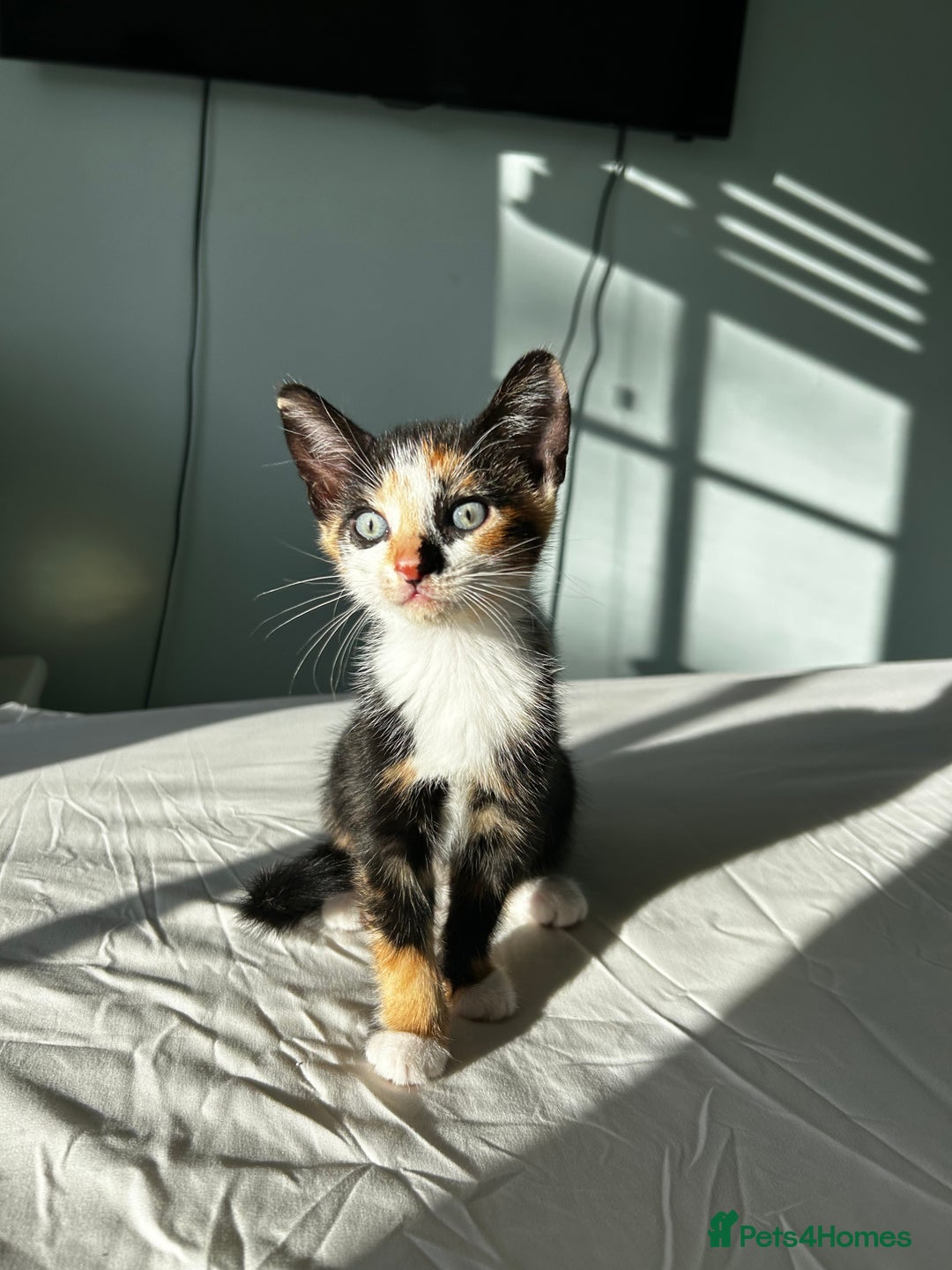 Mixed Breed cats for sale: Stunning mixed kittens  - Image 7