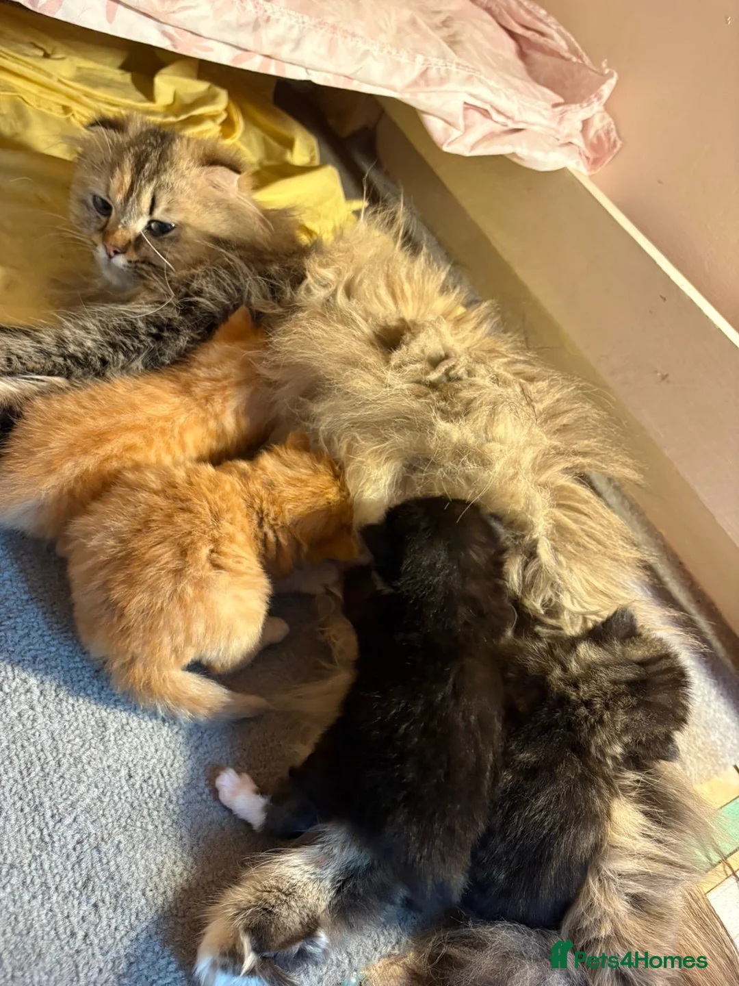 Scottish Fold cats for sale: Scottish fold kittens ready to leave now  - Advert 1