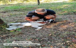 Mixed Breed dogs for adoption: Mecho, 1.5-2 yrs old. Available for adoption. - Image 23