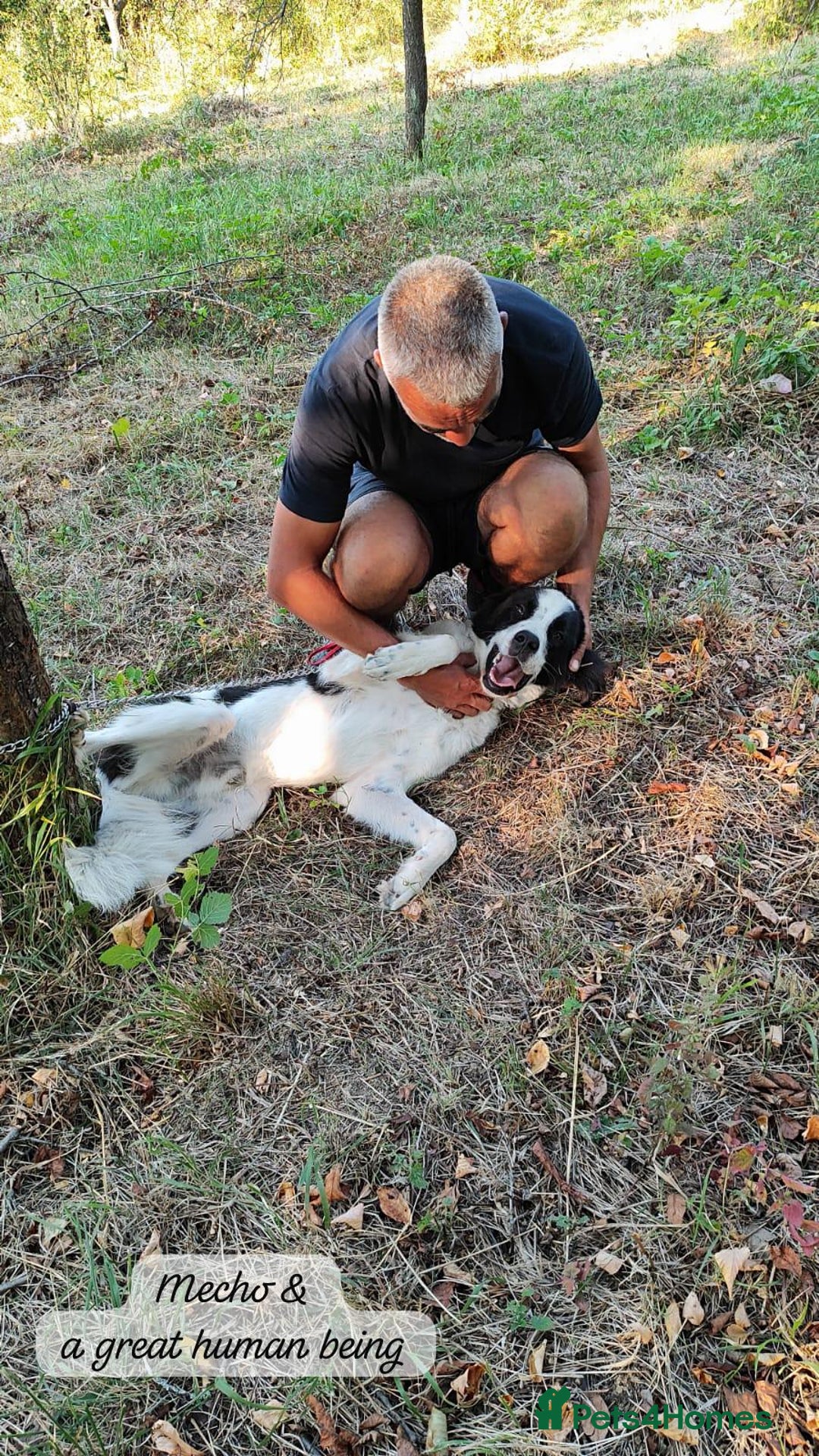 Mixed Breed dogs for adoption: Mecho, 1.5-2 yrs old. Available for adoption. - Image 23