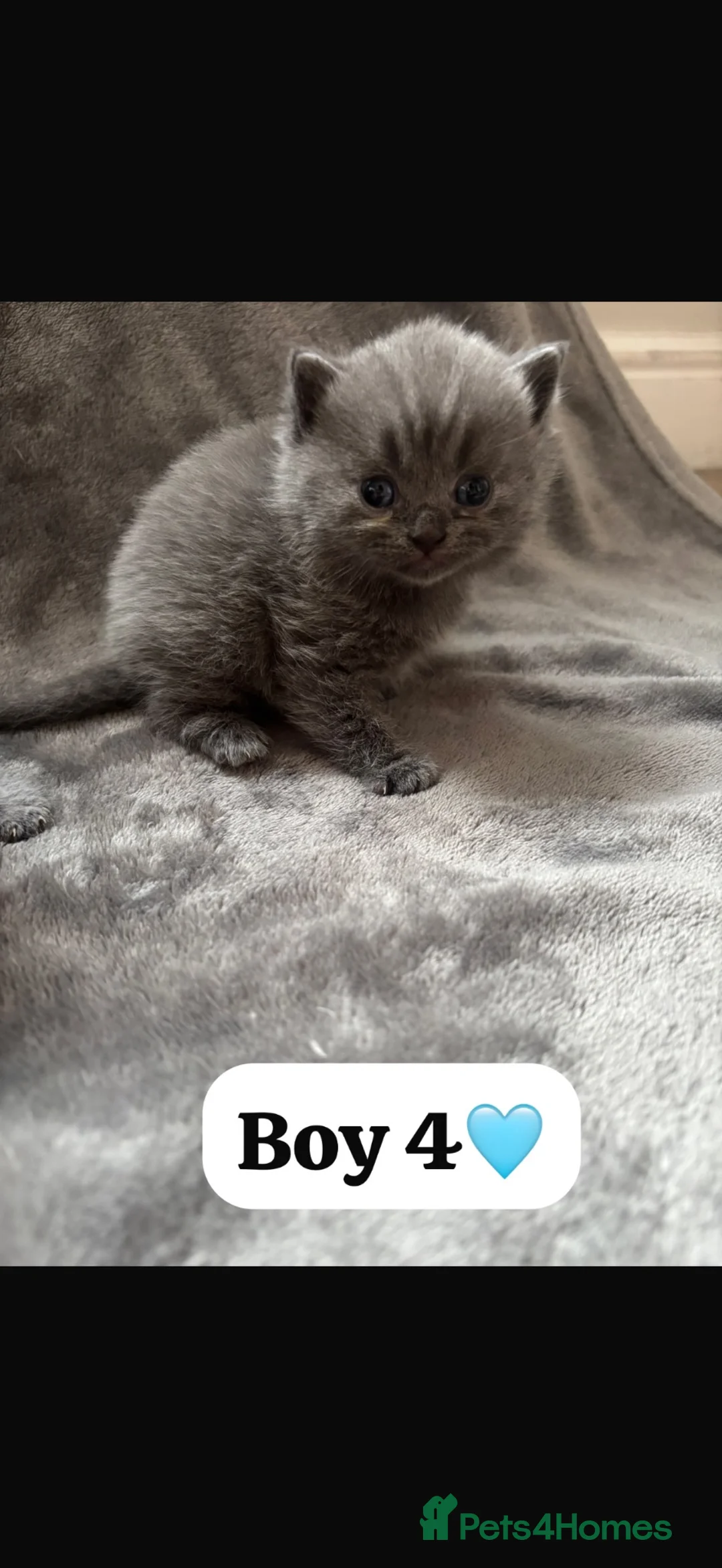 British Shorthair cats for sale: Stunning litter of British blue kittens! - Advert 6
