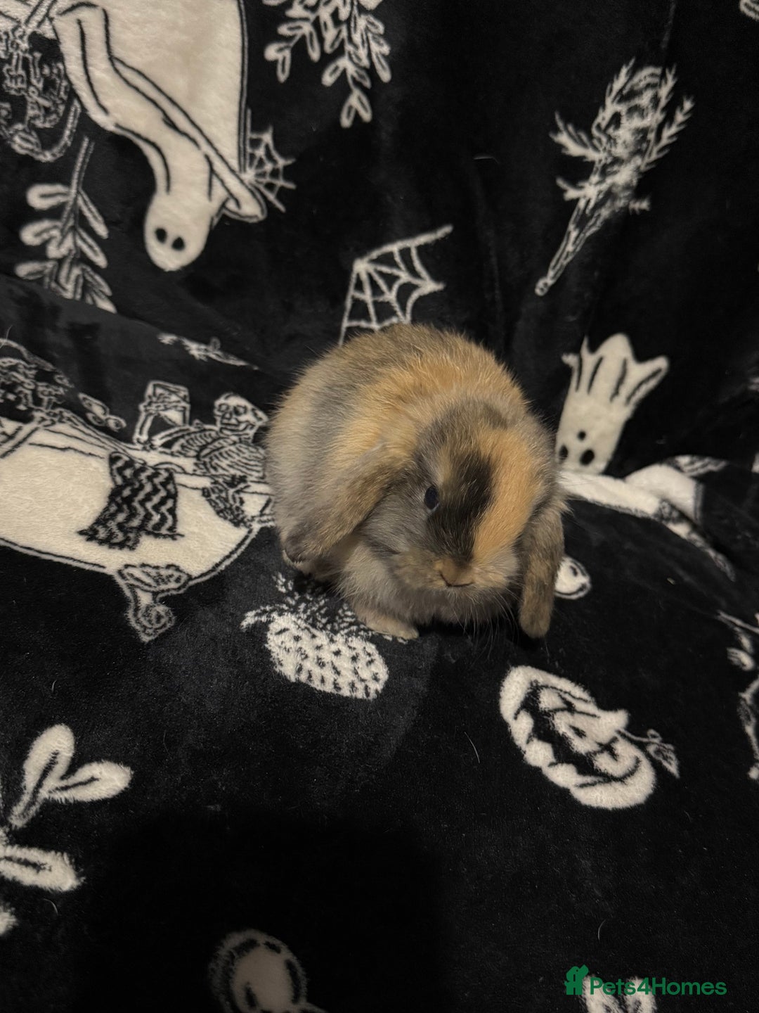 Mini Lop rabbits for sale: 3 Harlequin Mini Lops Available - Advert 6