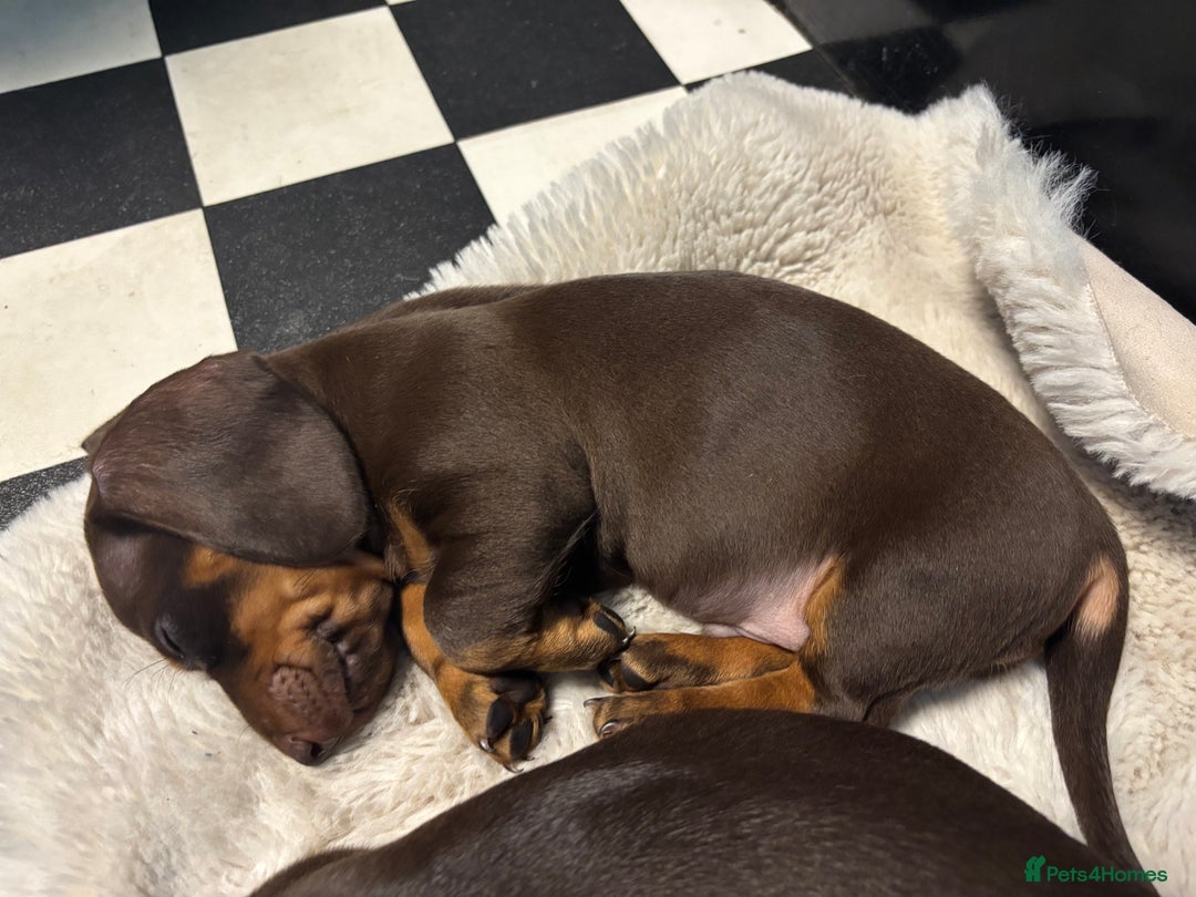 Miniature Dachshund dogs for sale: Mini chocolate Dachshunds in Luton - Image 13