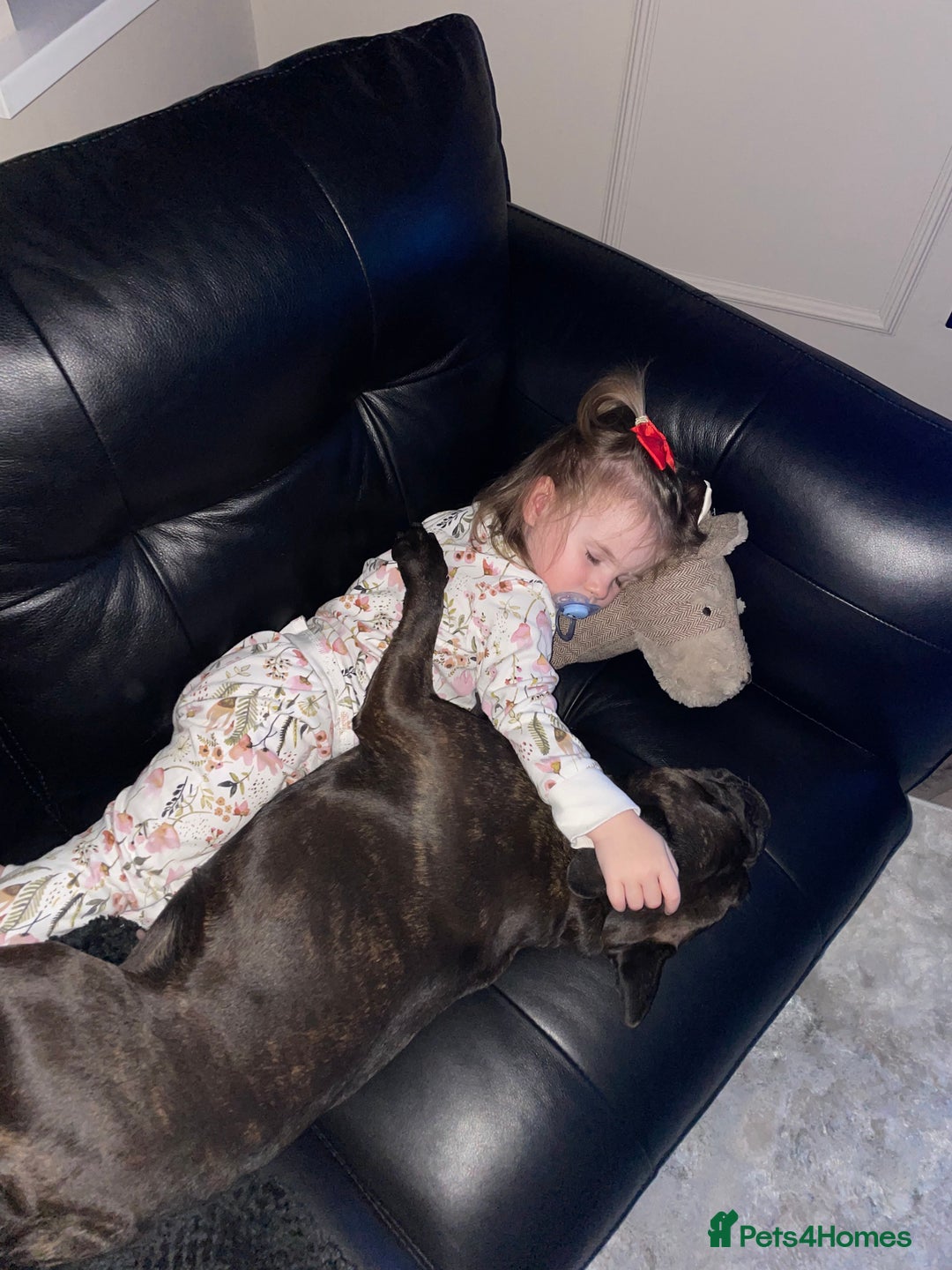 French Bulldog dogs for sale: French Bulldog - 7 years old  - Image 9