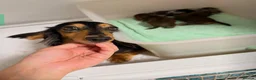 Dachshund dogs for sale: Adorable pure long-haired Dachshund  in London - Advert 5