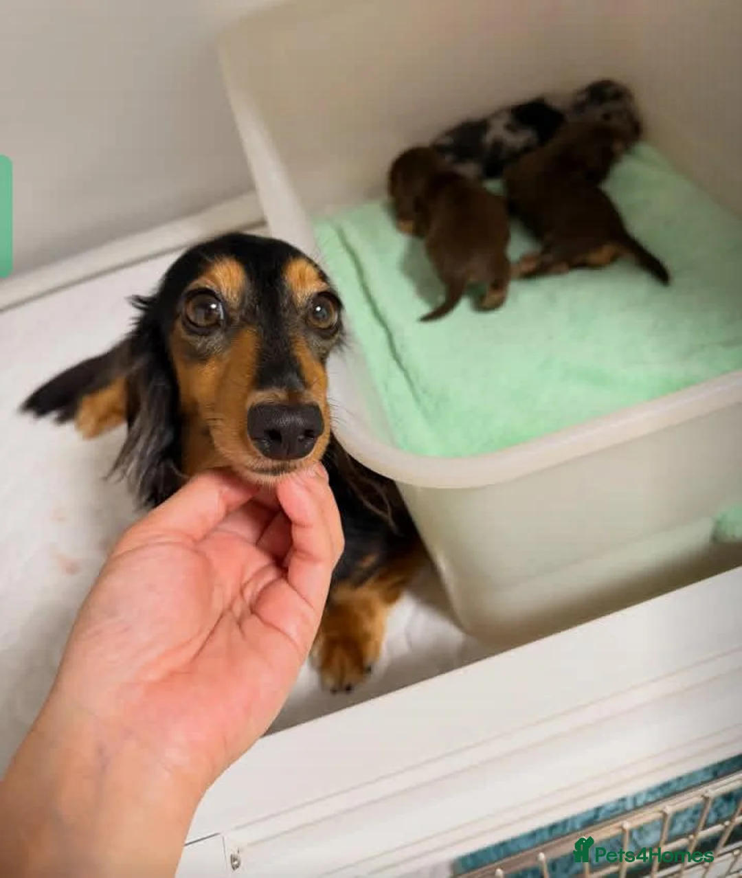 Dachshund dogs for sale: Adorable pure long-haired Dachshund  in London - Advert 5