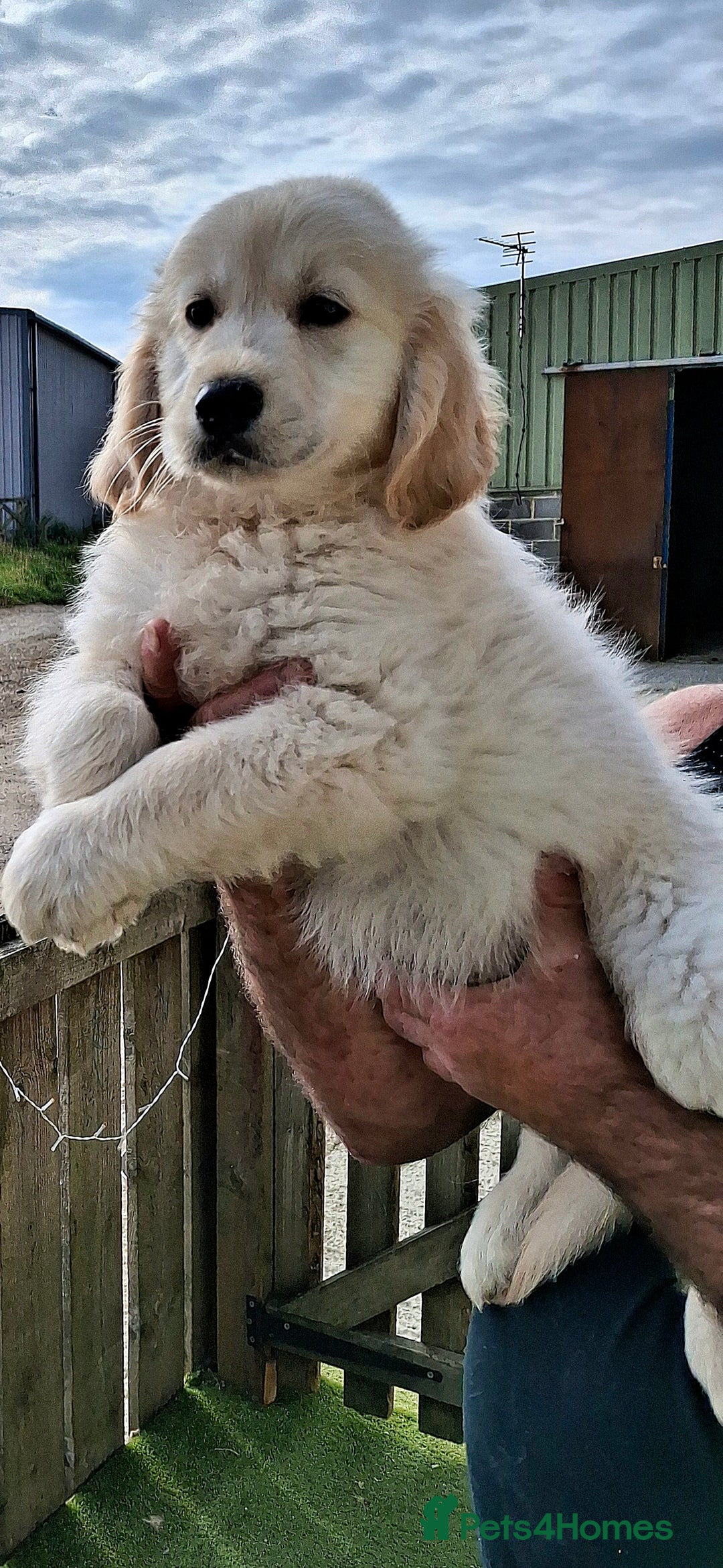 Golden Retriever dogs for sale: Golden Retreiver Puppies  - Image 11