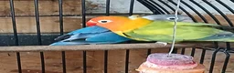Lovebirds birds for sale: Lovebirds dna'd fischers lovebirds  - Advert 4