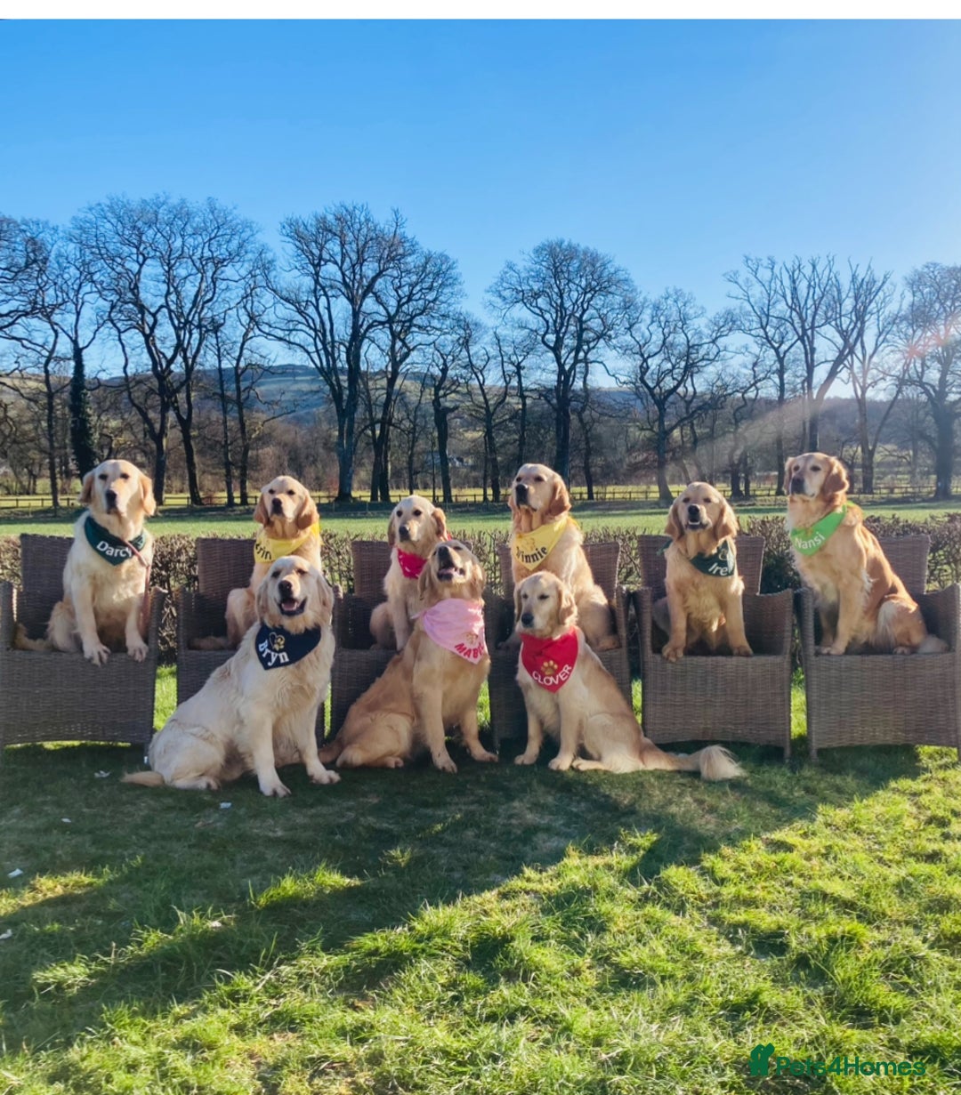Golden Retriever dogs for sale: Fully health tested parents - Image 7