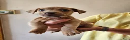 Jack Russell dogs for sale: Blue and sandy Jack Russell puppies - Advert 24