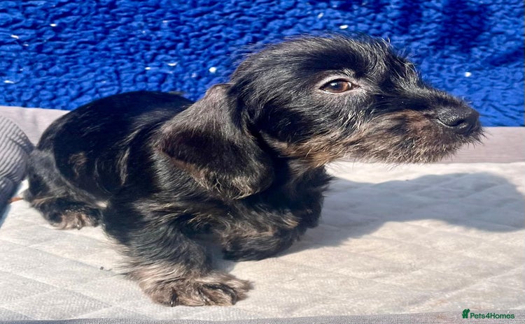 Miniature Dachshund dogs - Advert 1
