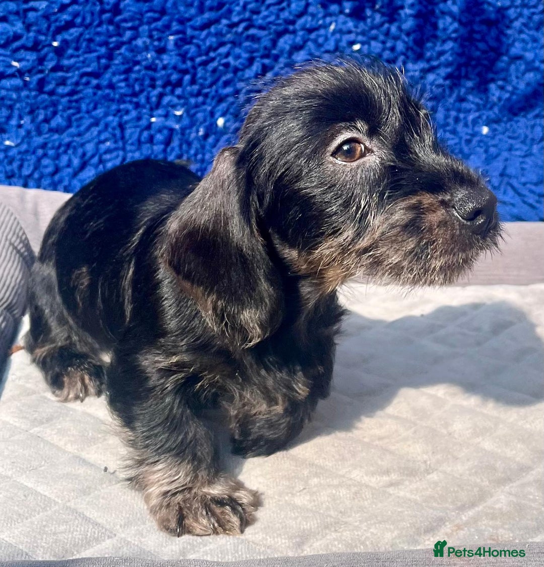 Miniature Dachshund dogs for sale: MINITURE WIRE KC REG PRA LAFORA CLEAR - Image 1