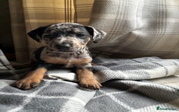 Jack Russell dogs for sale: Beautiful litter of Jack russel pups  - Advert 6