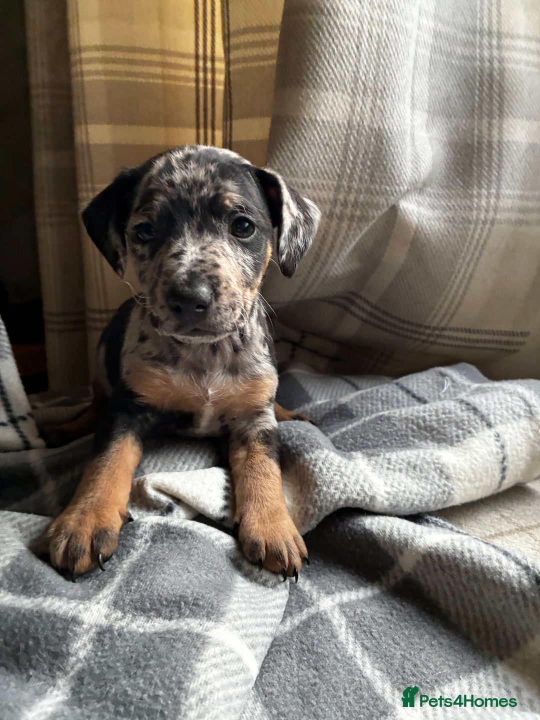 Jack Russell dogs for sale: Beautiful litter of Jack russel pups  - Advert 6