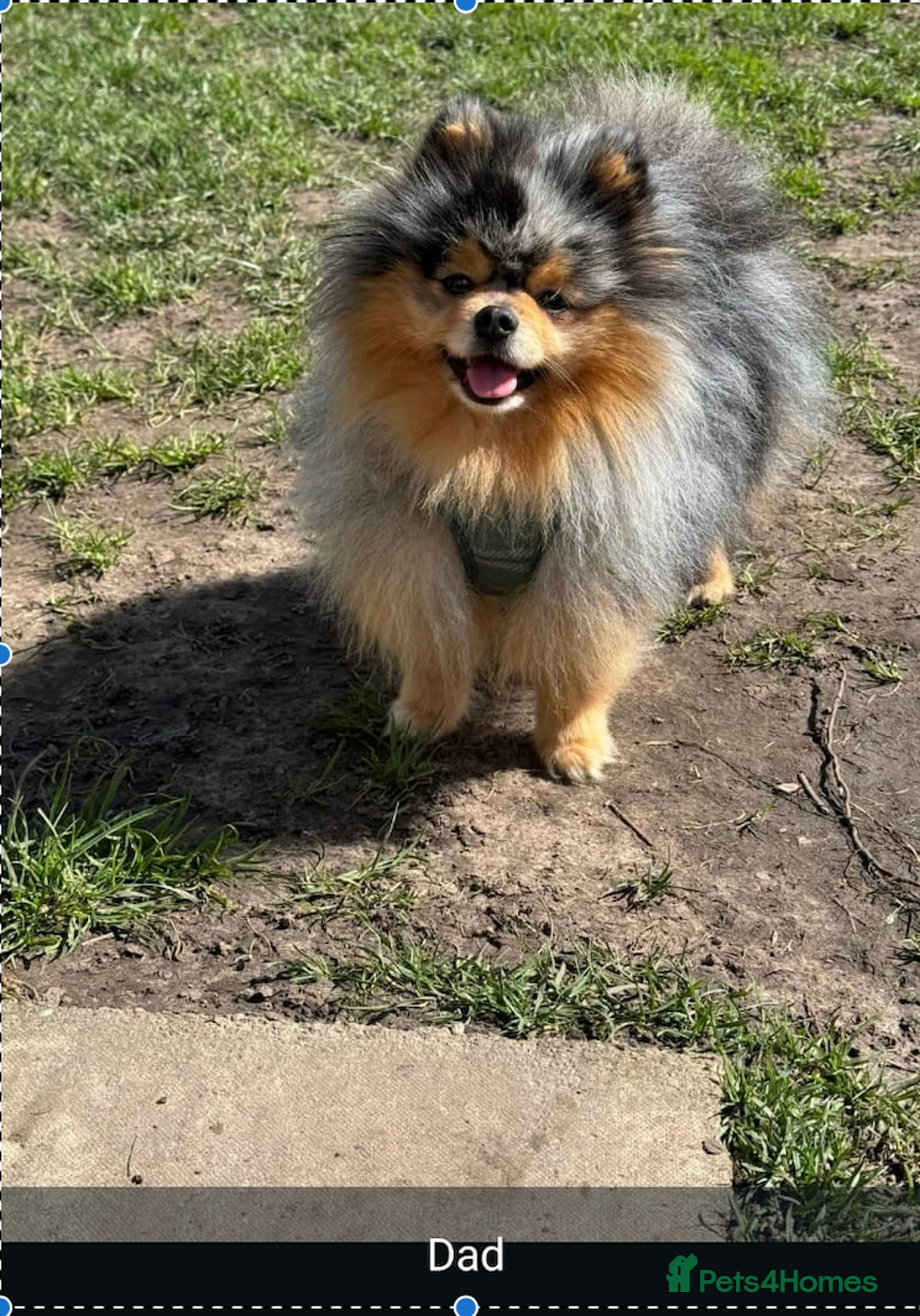 Pomeranian dogs for sale: Gorgeous 13 month Old Orange Pomeranian - Image 4