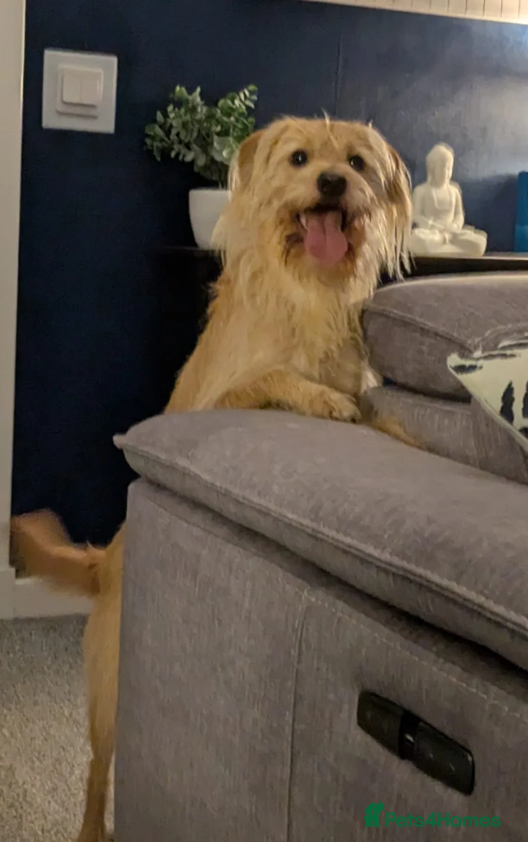 Labradoodle dogs for stud: Miniature labradoodle for Stud - Advert 5