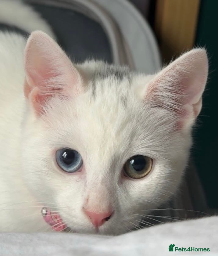 British Shorthair cats 7months old kittens for sale  - Advert 3