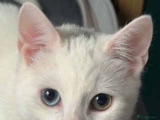 British Shorthair cats 7months old kittens for sale - Advert 3