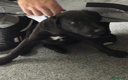Mixed Breed dogs for sale: Puppy for sale - Image 6