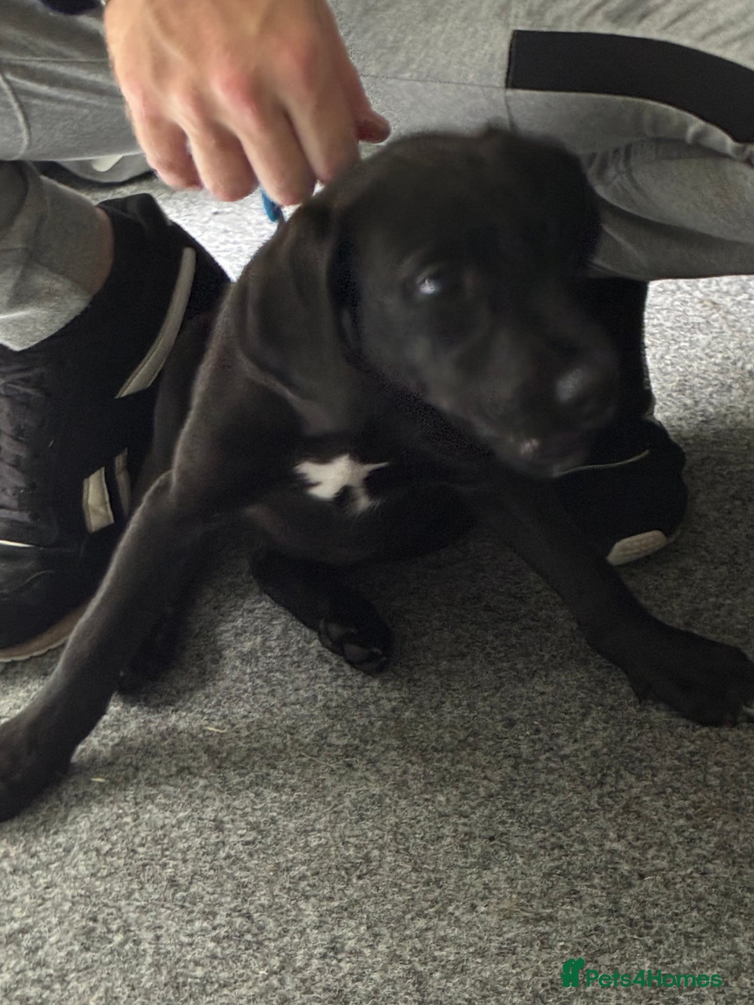 Mixed Breed dogs for sale: Puppy for sale - Image 6