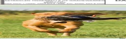 Labrador Retriever dogs for sale: Lovely Chunky Fox Red Labs - Advert 19