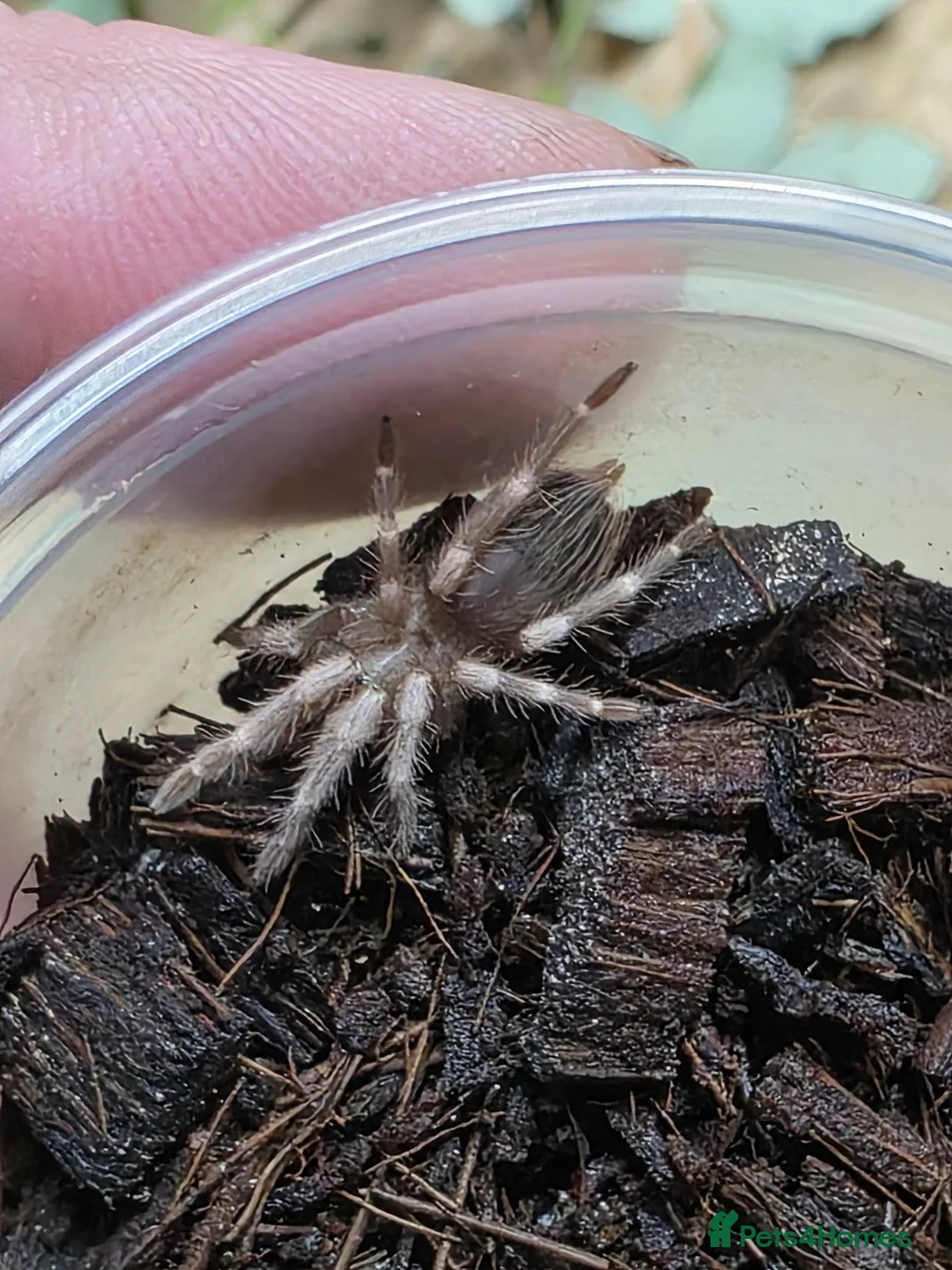 Spiders invertebrates for sale: 5 x Vitalius Chromatus (formerly Nhandu) Slings in Preston - Advert 2