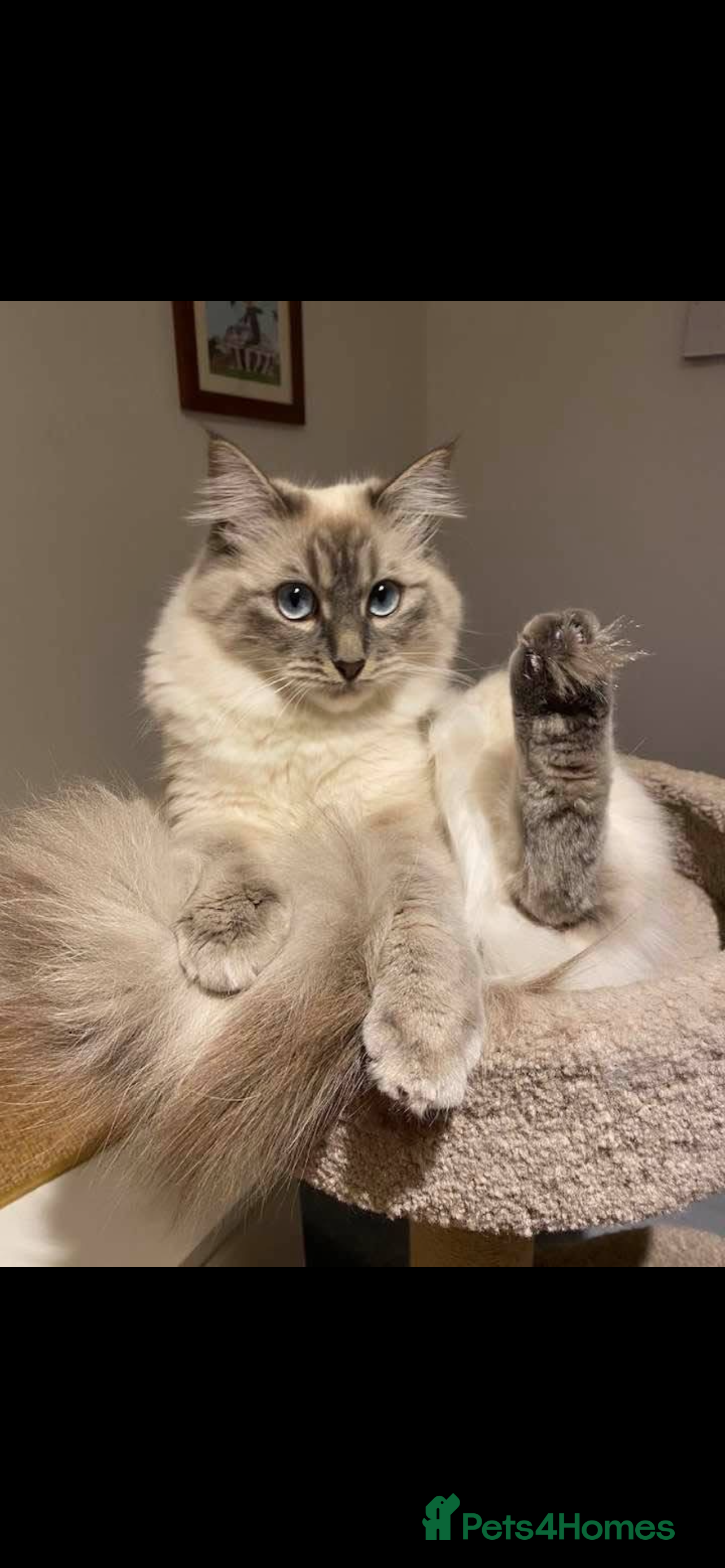 Siberian cats Hypoallergenic Siberian Neva Masquerade kittens - Advert 5