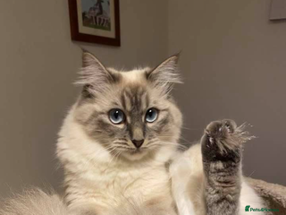 Siberian cats Hypoallergenic Siberian Neva Masquerade kittens - Advert 1