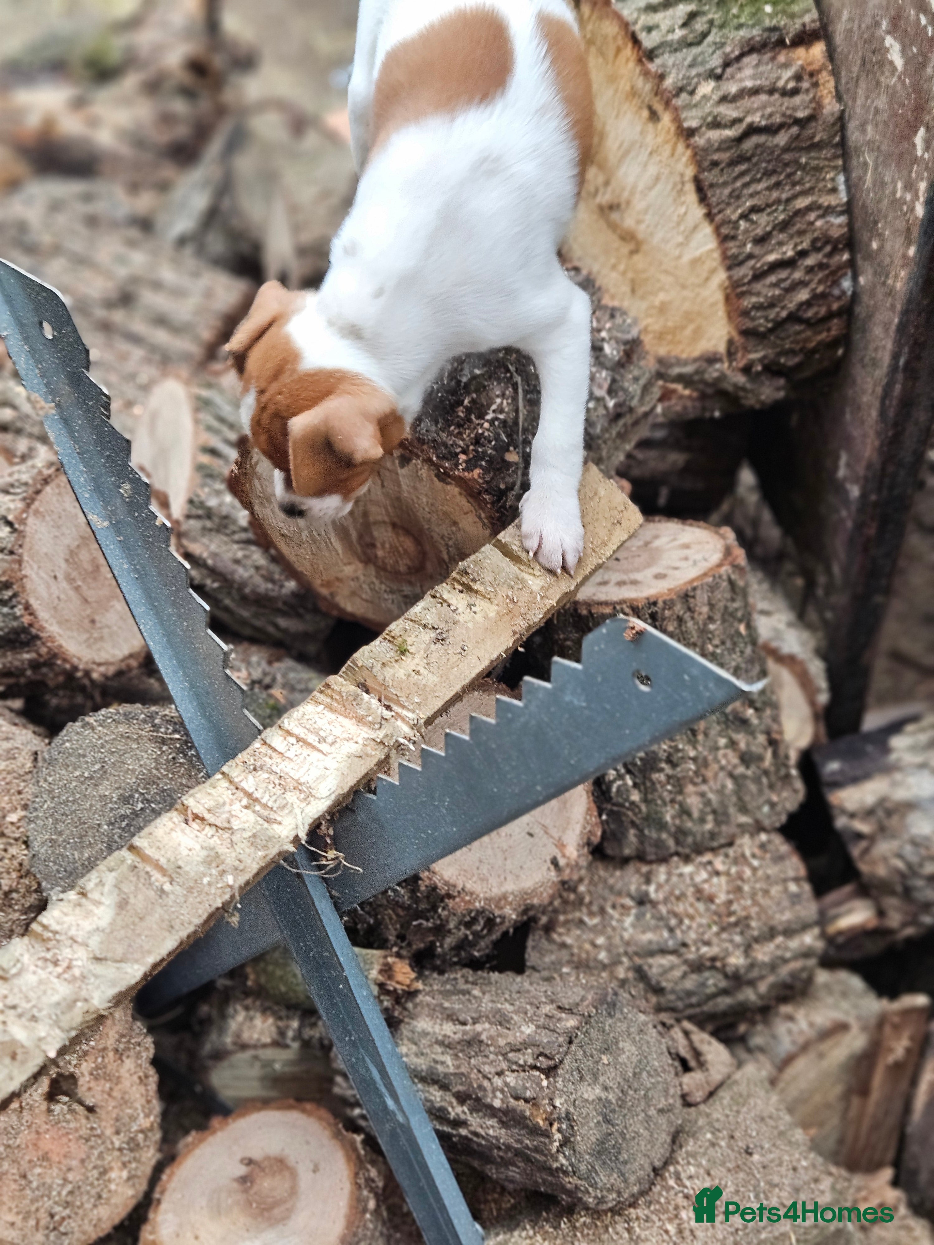 Jack Russell dogs Jack Russell bitch pup - Advert 1