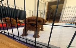 Labradoodle dogs for sale: Miniature Labradoodle F1BB Puppies - Image 10