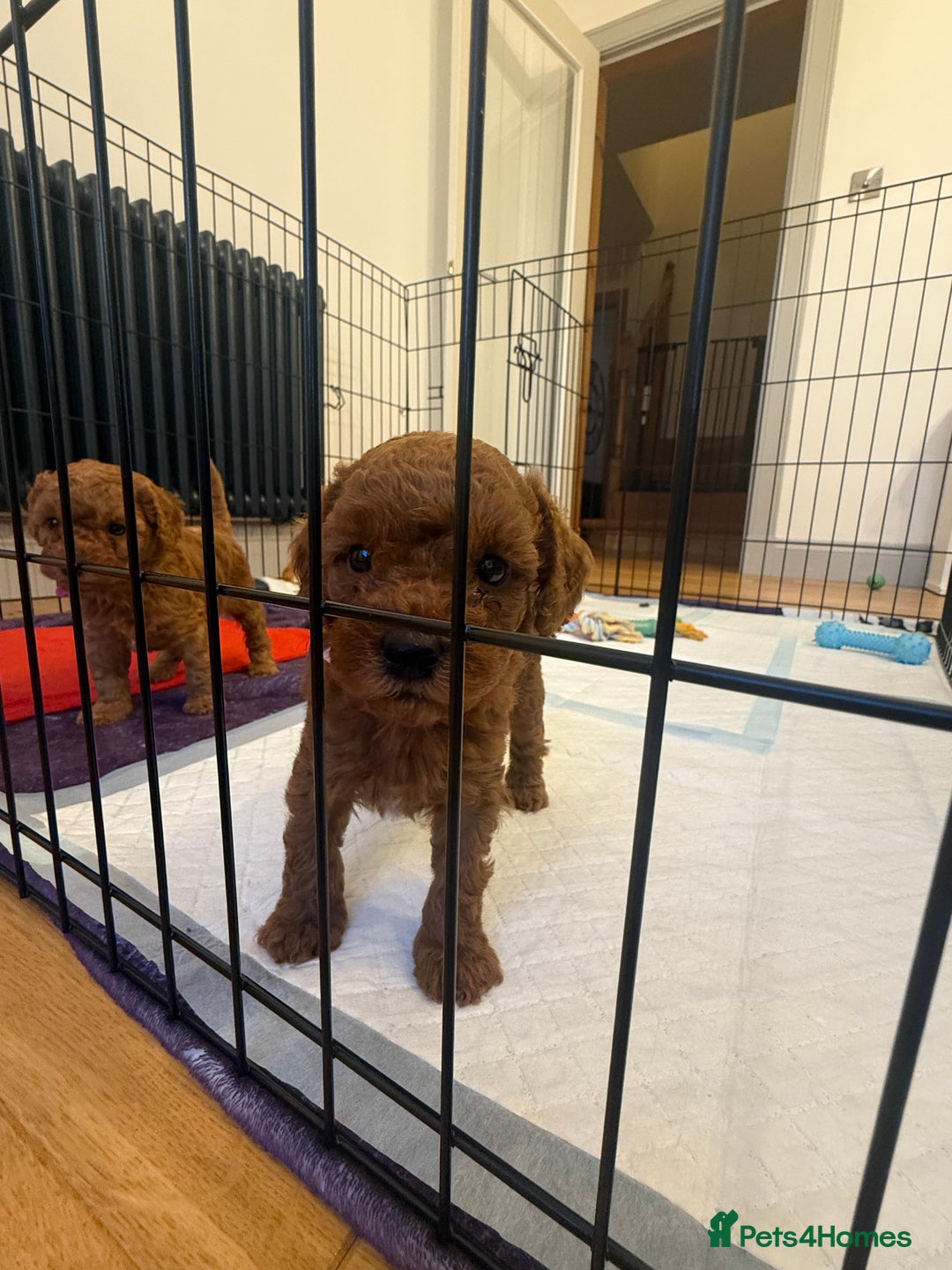 Labradoodle dogs for sale: Miniature Labradoodle F1BB Puppies - Image 10