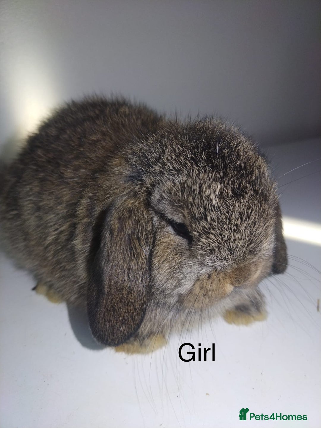 Mini Lop rabbits for sale: Mini lops available  - Advert 4
