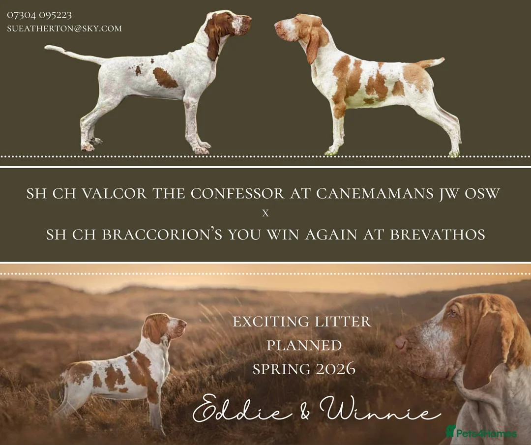 Bracco Italiano dogs for sale: Exceptional Bracco Italiano puppies due April - Advert 2