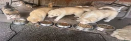 Alaskan Malamute dogs for sale: Rare big pure Alaskan Malamute pups in Wolverhampton - Advert 10