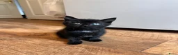 Mixed Breed cats for sale: ONE BOY LEFT in Berwick-upon-Tweed - Advert 2