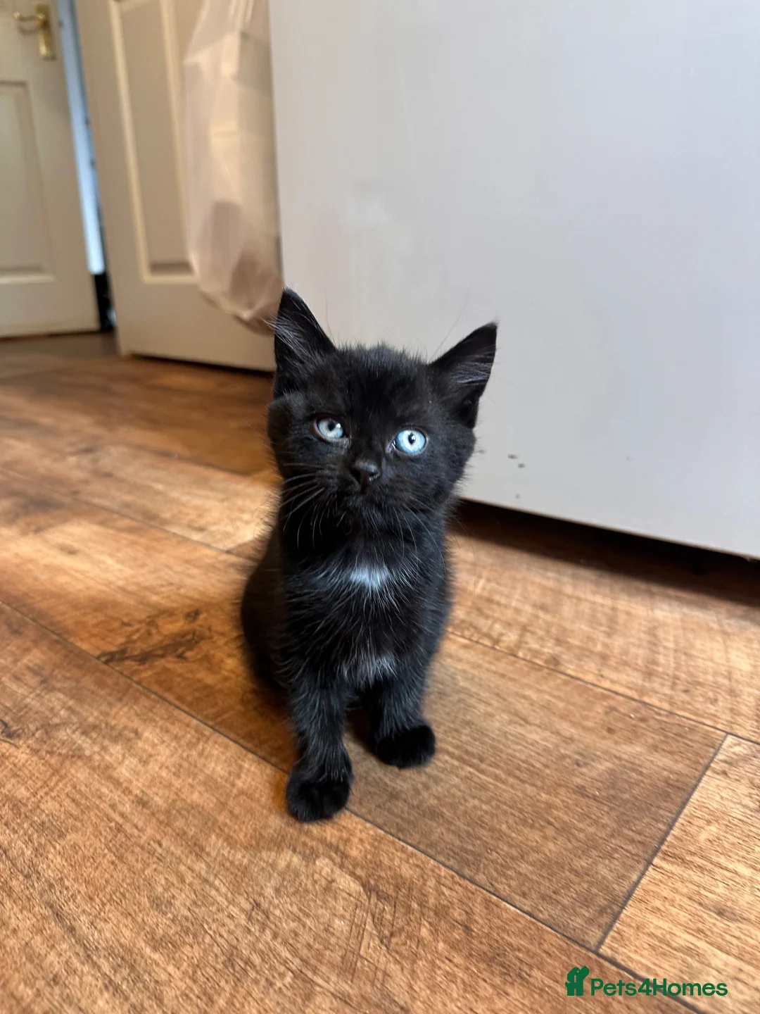 Mixed Breed cats for sale: ONE BOY LEFT in Berwick-upon-Tweed - Advert 2