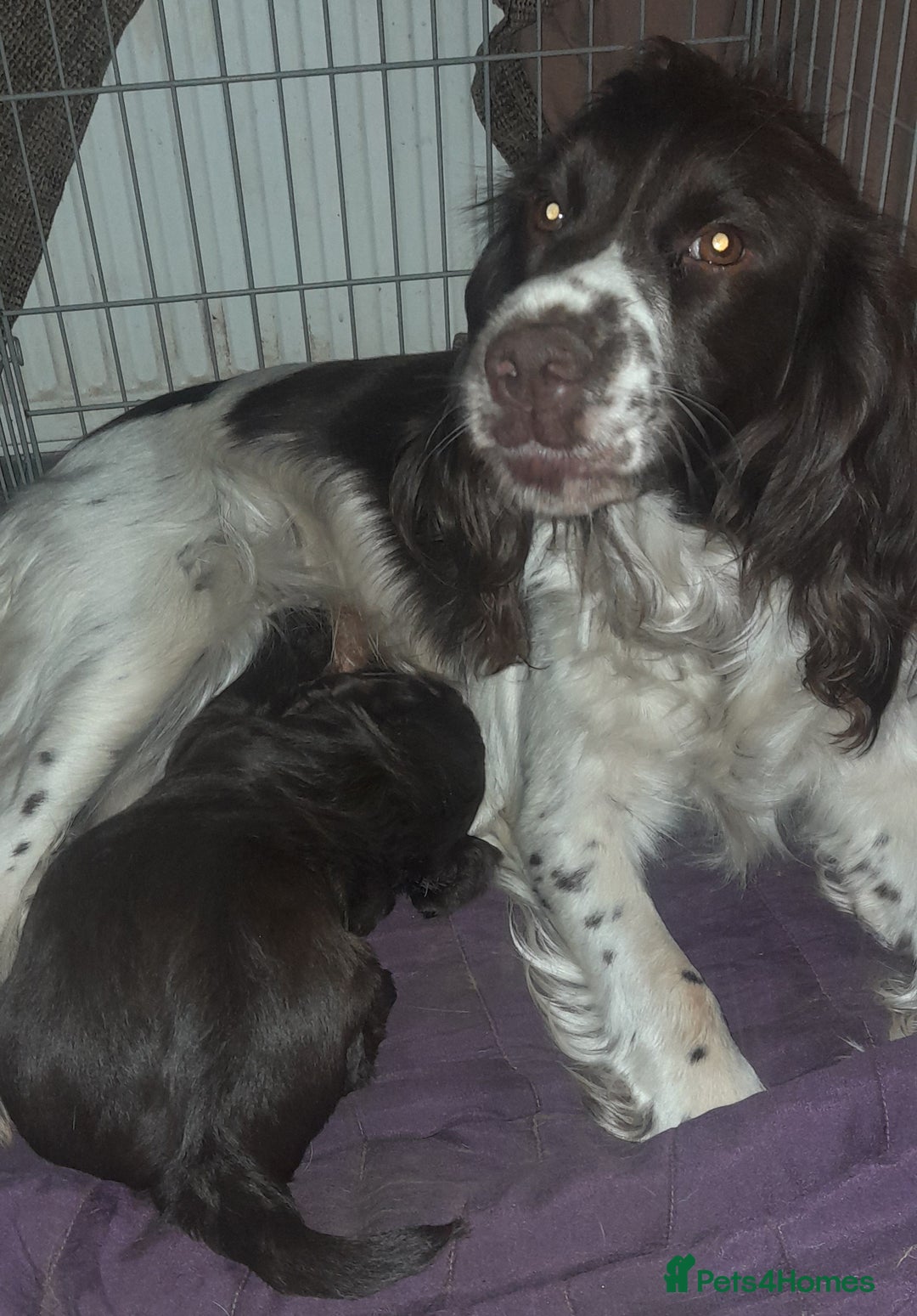 Sprocker dogs for sale: Beautiful Chocolate Sprocker  - Advert 1