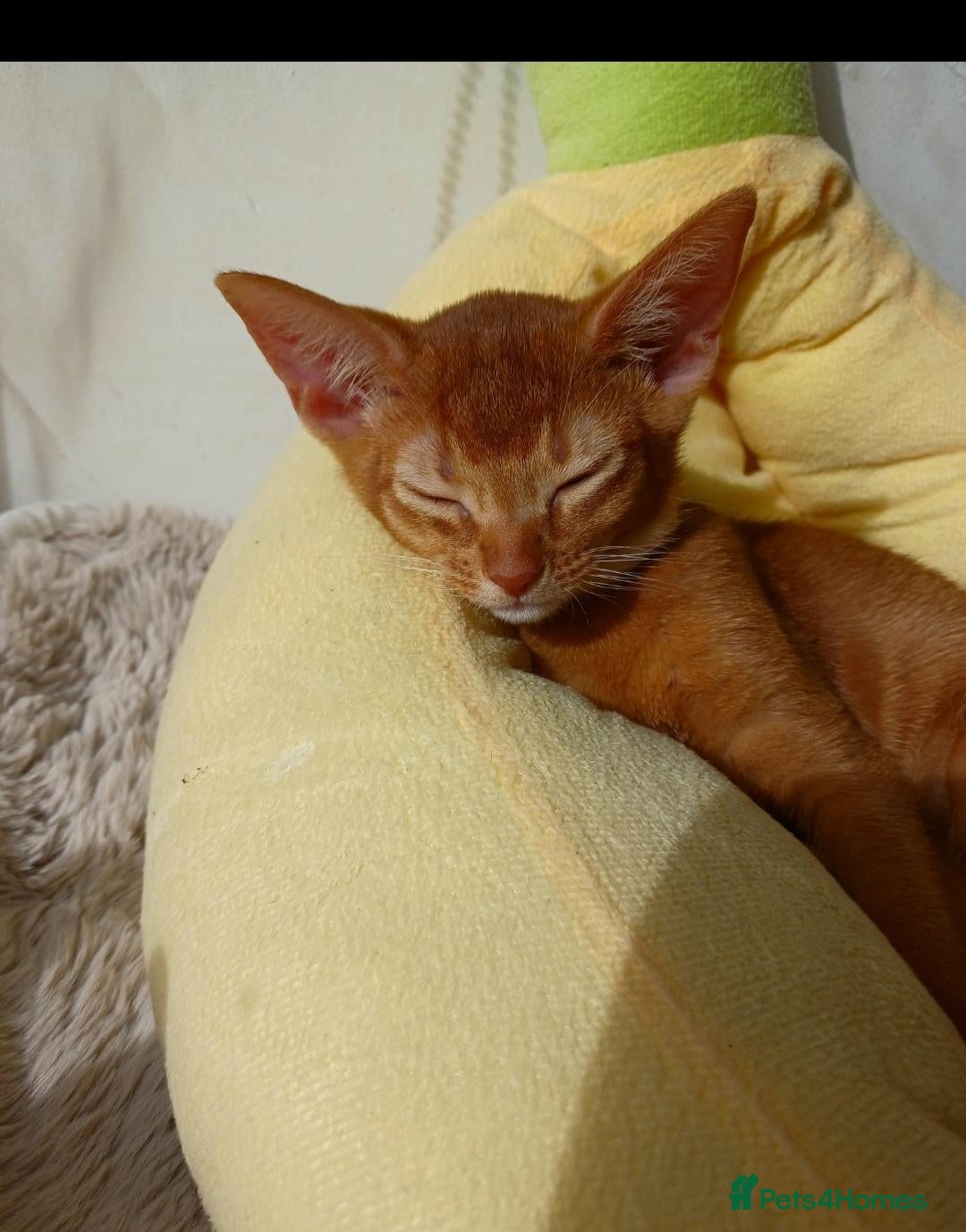 Abyssinian cats Abyssinian kittens for sale - Advert 18