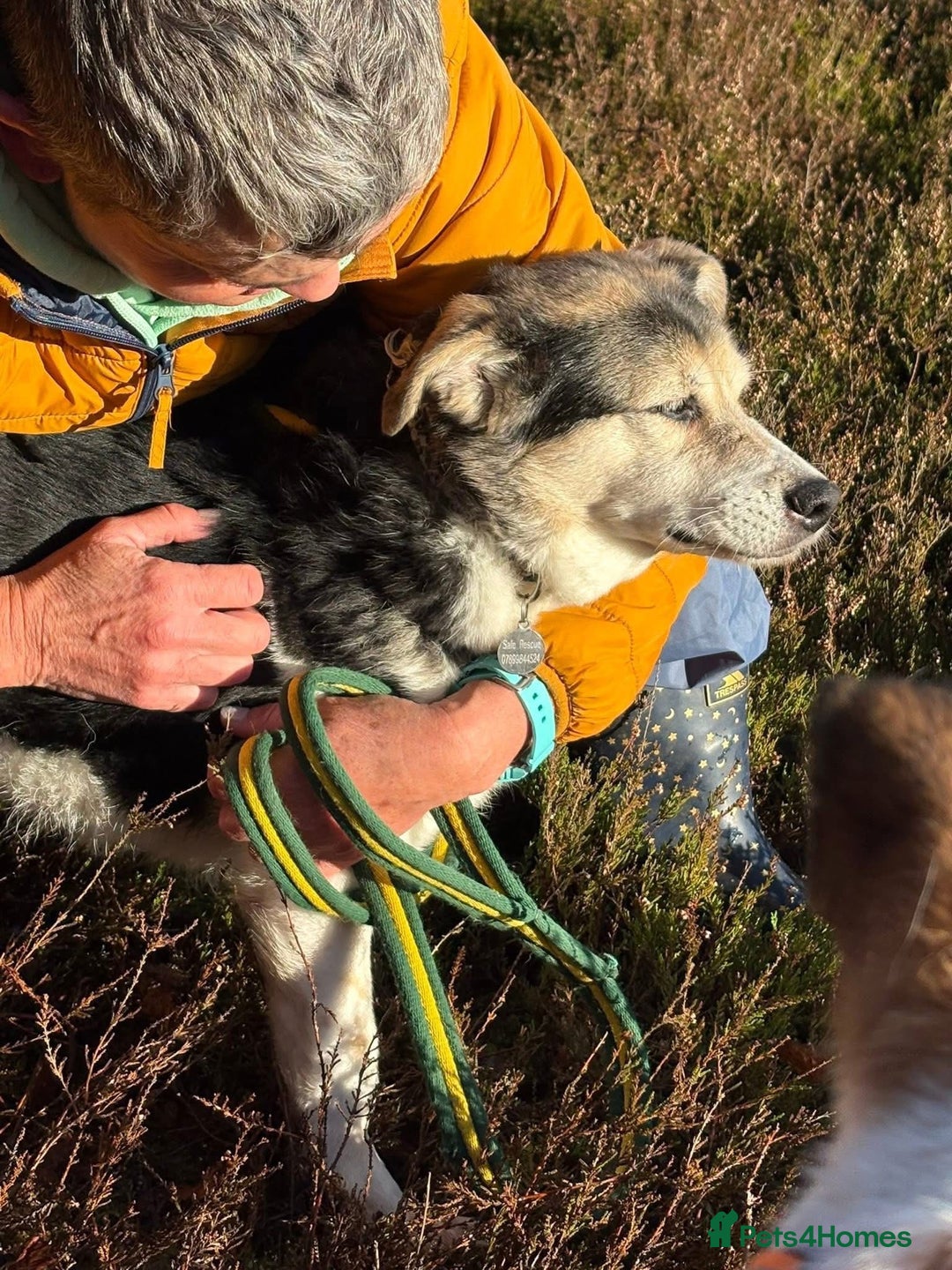 Mixed Breed dogs for adoption: Tara - Norwich Norfolk  - Advert 4