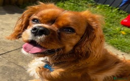 Cavalier King Charles Spaniel dogs for stud: Ruby Red Cavalier King Charles Spaniel - Image 6