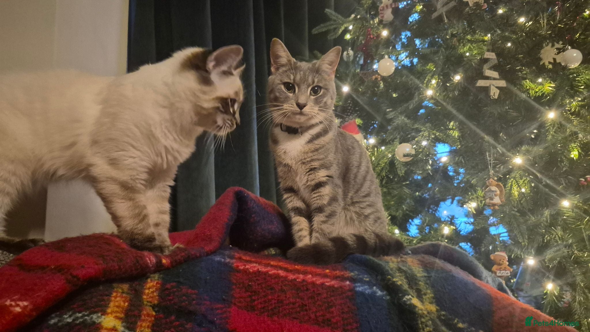 Mixed Breed cats Grey kittens - Advert 4