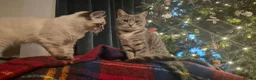 Mixed Breed cats for sale: Grey kittens - Advert 1