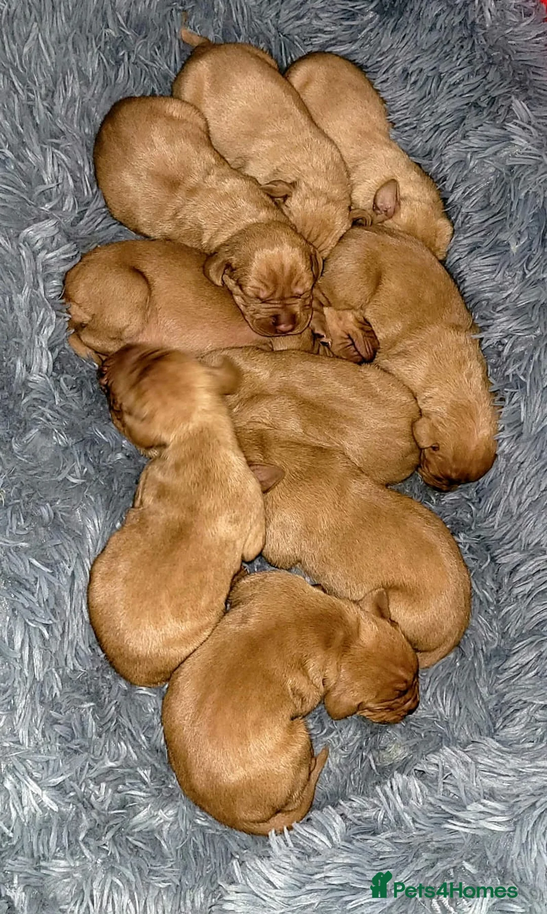 Hungarian Vizsla dogs for sale: Hungarian vizsla puppies  - Advert 3