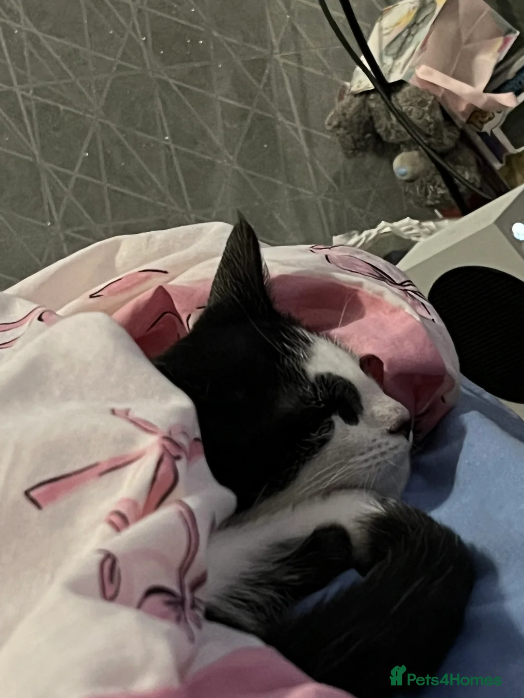 Mixed Breed cats for sale: Kitten for sale  - Advert 5