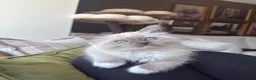 Ragdoll cats for sale: Purebred Ragdolls Ready To Leave  in Bradford - Advert 6